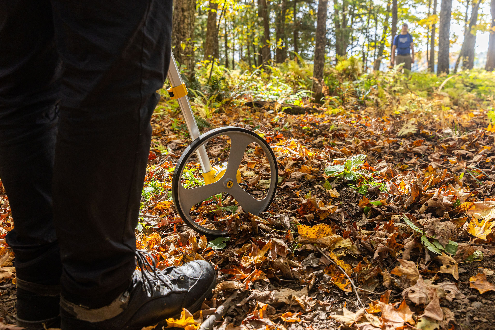 A person wearing black pants and boots uses a measuring wheel on a leaf-covered forest path. Sunlight filters through the trees, and another person is visible in the background among the lush greenery.