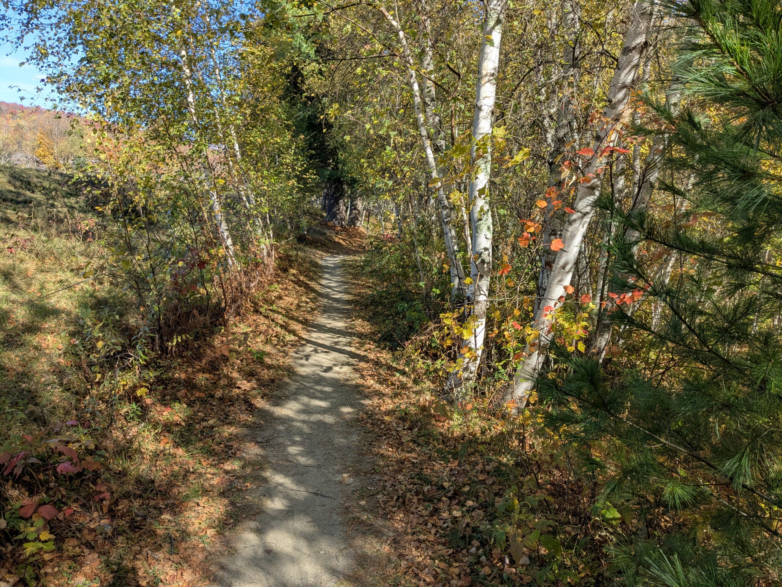von trapp trails in the woods - a dirt path trail in autumn