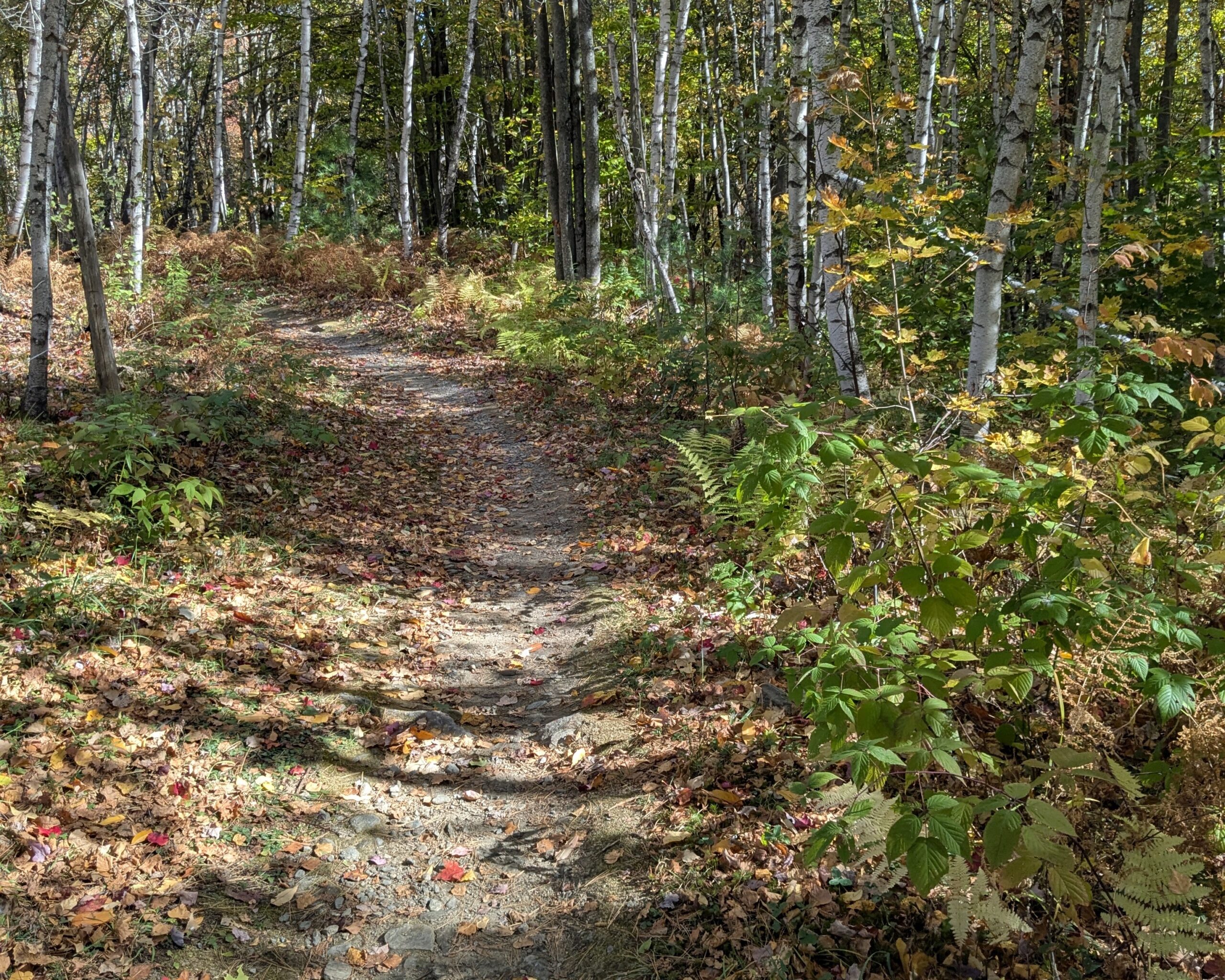 von trapp trails in the woods - a dirt path trail in autumn